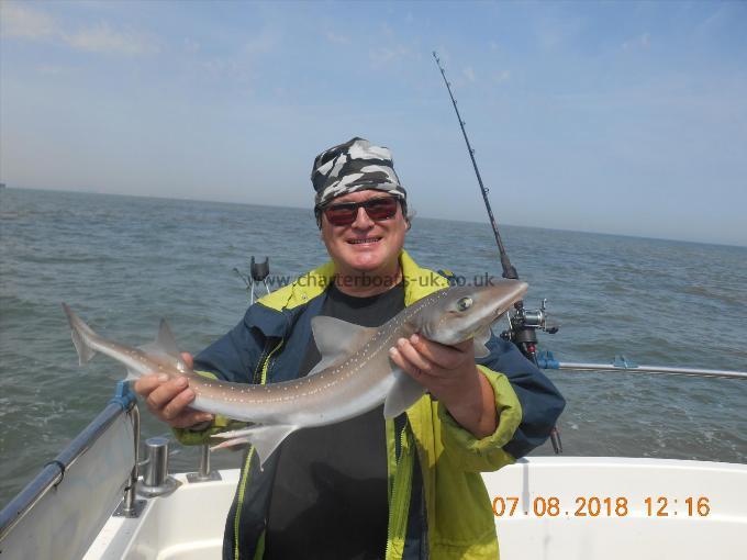 4 lb Starry Smooth-hound by Paul