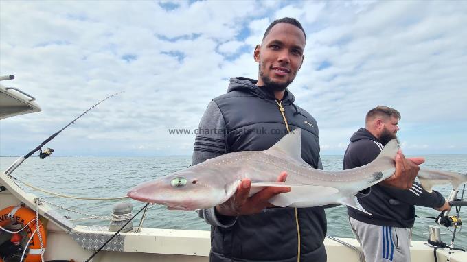 8 lb Starry Smooth-hound by Unknown
