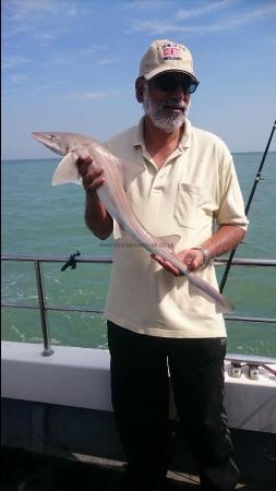 7 lb Starry Smooth-hound by Bob Marshall