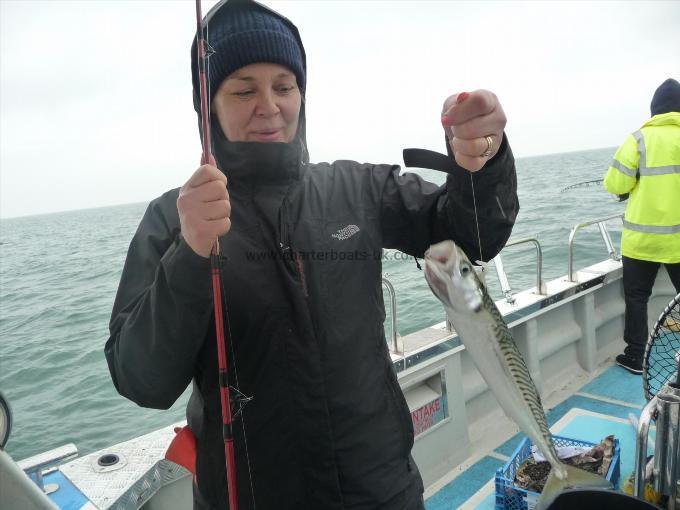 1 lb Mackerel by Jayne