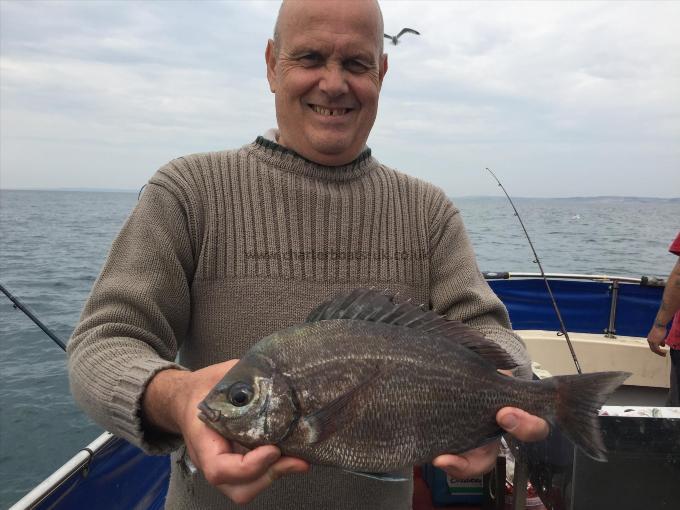 3 lb 8 oz Black Sea Bream by Unknown