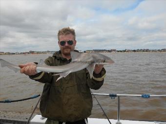 5 lb Starry Smooth-hound by Matt