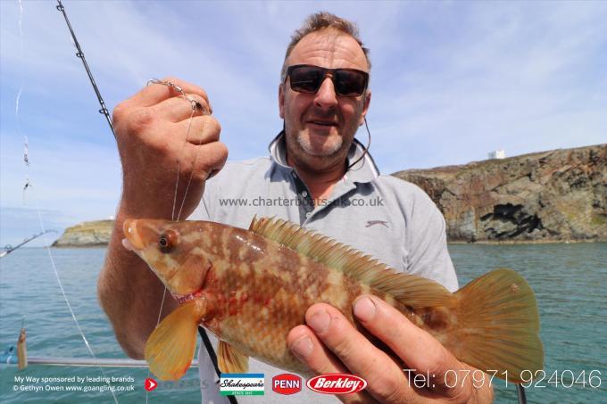 2 lb Ballan Wrasse by Mark