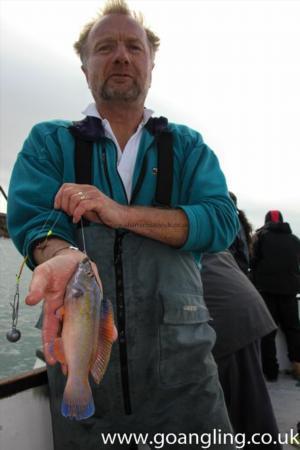 1 lb Cuckoo Wrasse by Chris