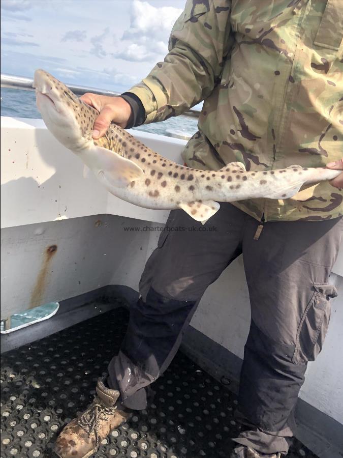 6 lb Bull Huss by Unknown
