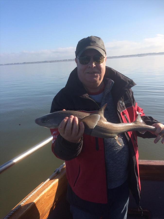 5 lb 8 oz Starry Smooth-hound by Fred