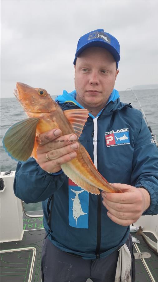 1 lb 12 oz Tub Gurnard by Sebastian