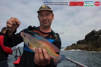 1 lb Cuckoo Wrasse by Alan