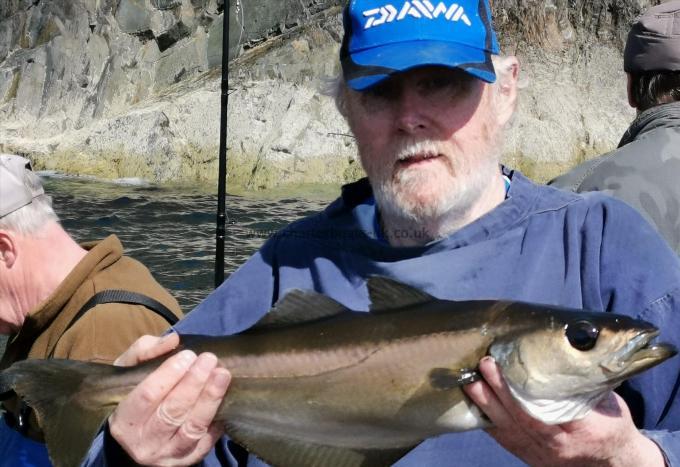 4 lb 8 oz Pollock by stewart