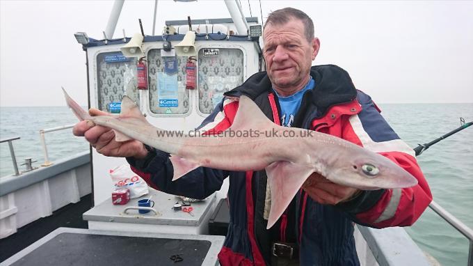 6 lb 6 oz Starry Smooth-hound by Mick from Kent