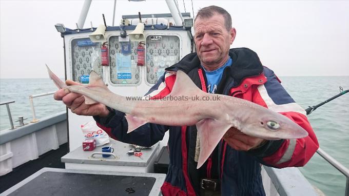 6 lb 6 oz Starry Smooth-hound by Mick from Kent