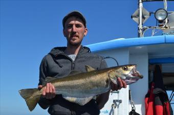 7 lb 5 oz Pollock by Unknown