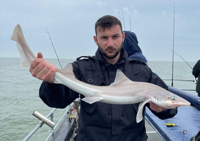 6 lb Smooth-hound by Unknown