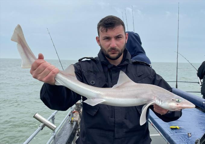 6 lb Smooth-hound (Common) by Unknown