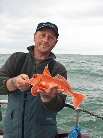 1 lb Red Gurnard by Mike Butterworth