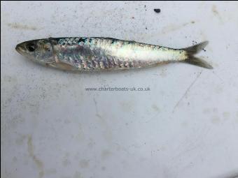 6 oz Pilchard by Unknown