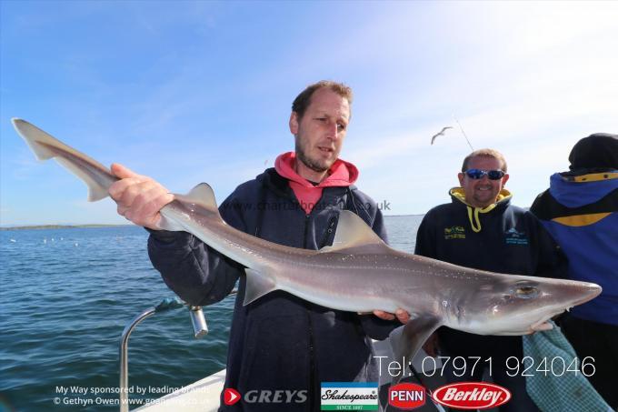 12 lb Starry Smooth-hound by Mark