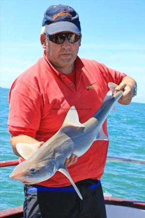 8 lb Starry Smooth-hound by Rob Field