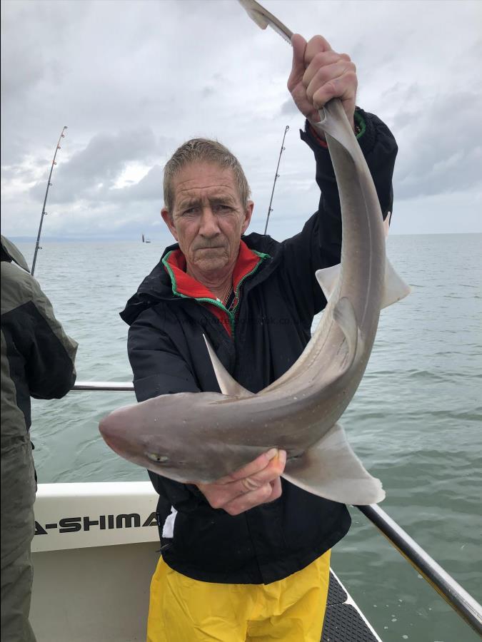 4.5 Kg Starry Smooth-hound by Ray Crowe