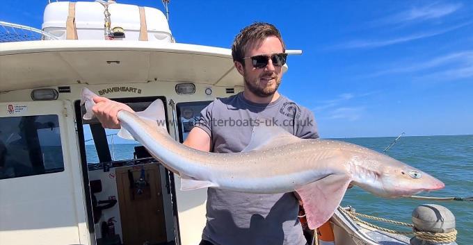 14 lb Starry Smooth-hound by Jez