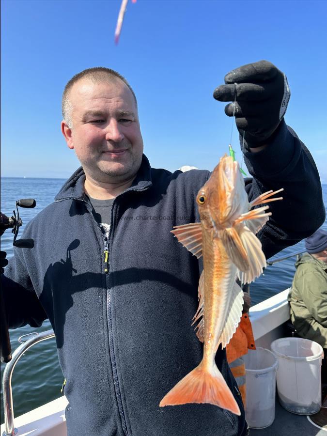 1 Kg Tub Gurnard by Ray Crowe