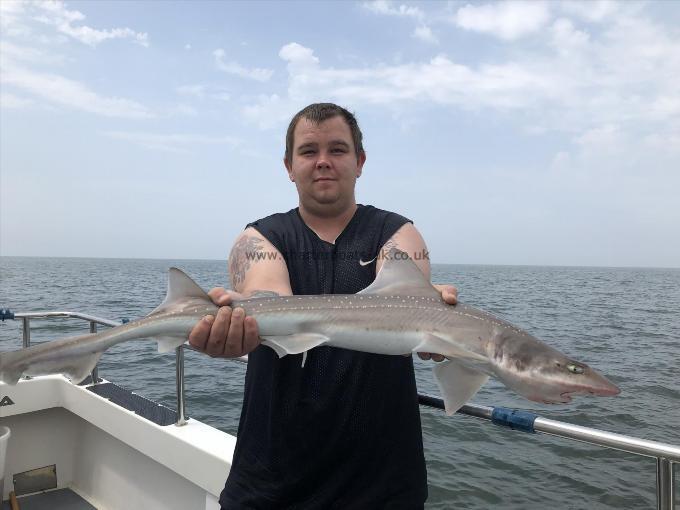 6.5 Kg Starry Smooth-hound by Ray Crowe