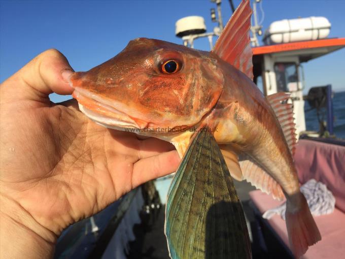 2 lb Tub Gurnard by Unknown