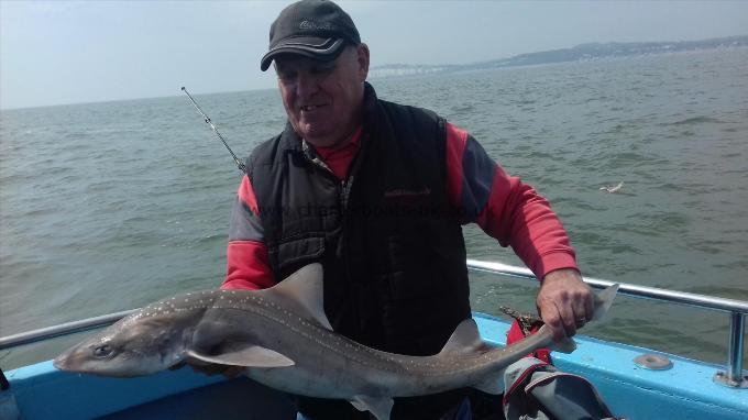 10 lb Starry Smooth-hound by Alan