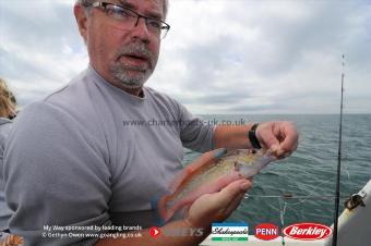1 lb Cuckoo Wrasse by Nick