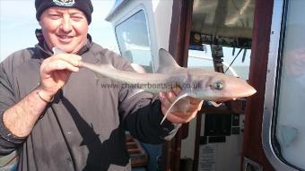 3 lb Starry Smooth-hound by John from Broadstairs