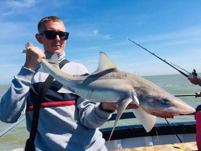 10 lb Smooth-hound (Common) by Unknown