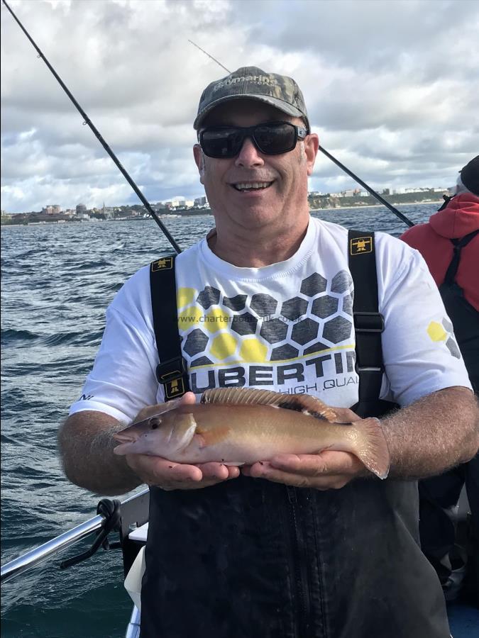 1 lb Cuckoo Wrasse by Paul