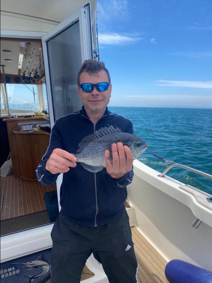 1 lb 7 oz Black Sea Bream by Unknown