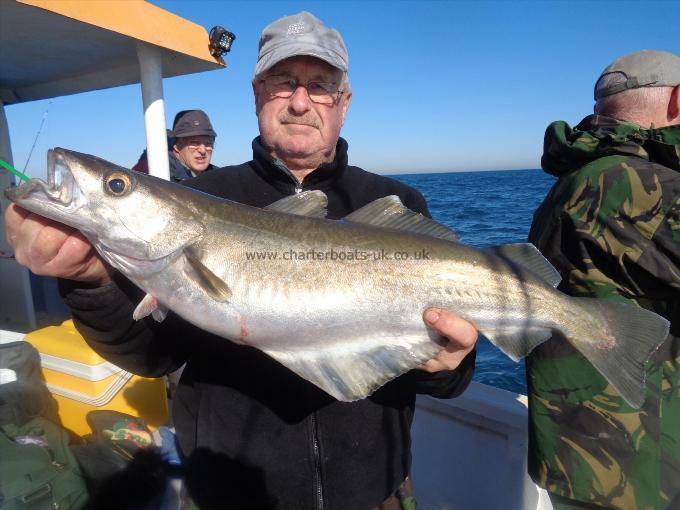 8 lb 4 oz Pollock by David