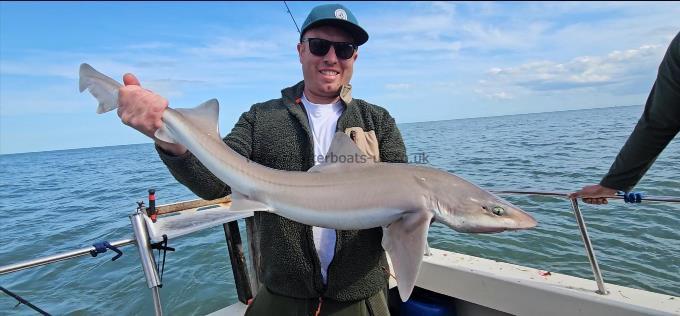 10 lb Starry Smooth-hound by Liam