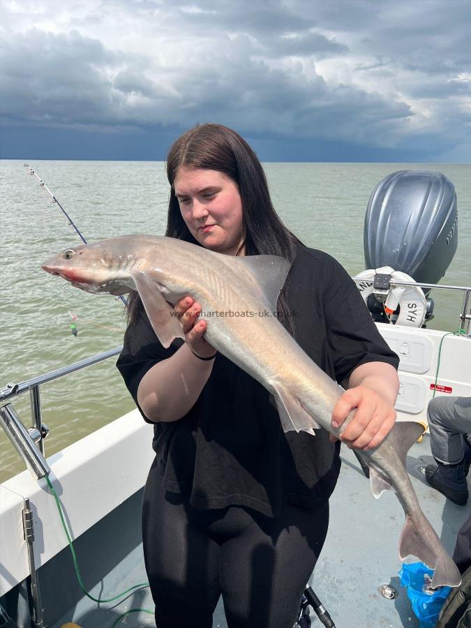 8 lb Starry Smooth-hound by Summer
