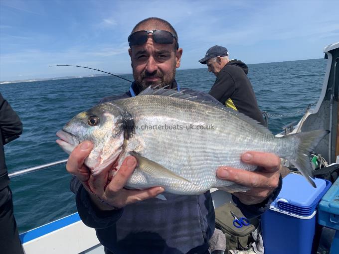4 lb Gilt-head Sea Bream by Unknown