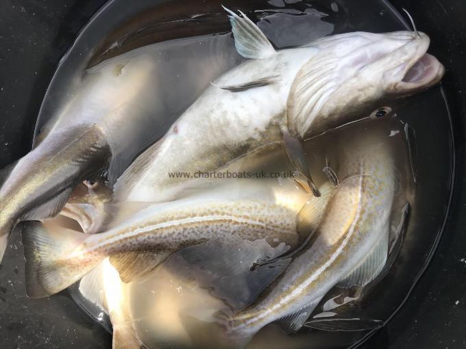 5 lb Cod by Unknown