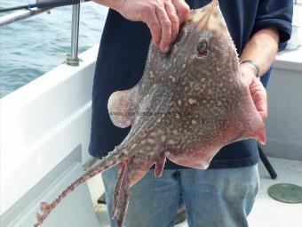 6 lb Thornback Ray by Unknown