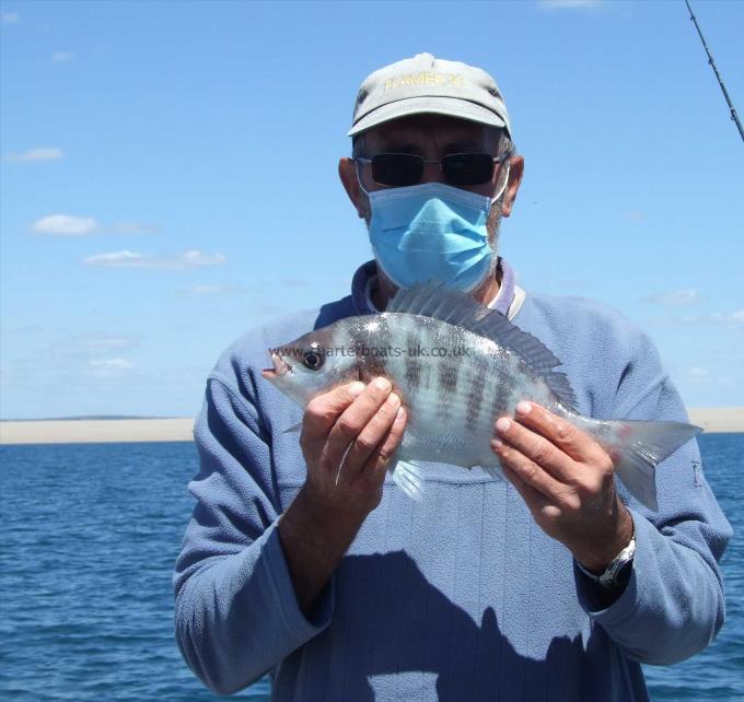 2 lb 10 oz Black Sea Bream by Kevin Clark