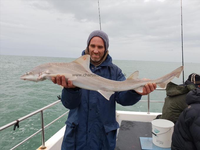 10 lb 8 oz Starry Smooth-hound by Bob Marshall