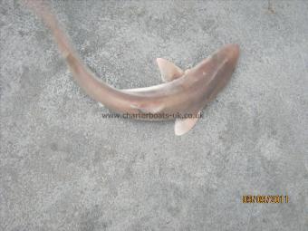 2 lb 2 oz Smooth-hound (Common) by Unknown