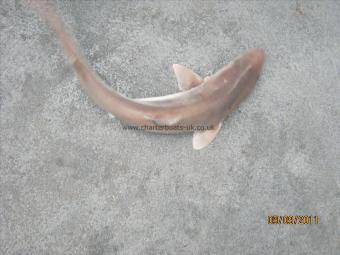 2 lb 2 oz Smooth-hound by Unknown