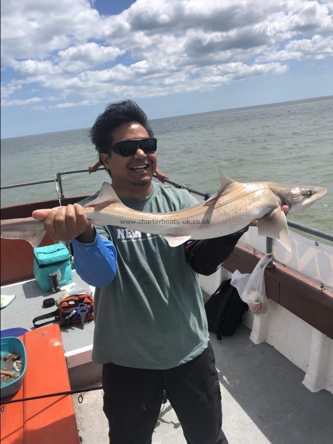 8 lb 5 oz Smooth-hound by Unknown