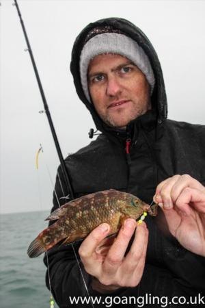 4 lb Corkwing Wrasse by Paul