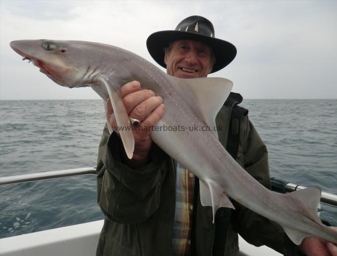 9 lb 13 oz Starry Smooth-hound by unknown