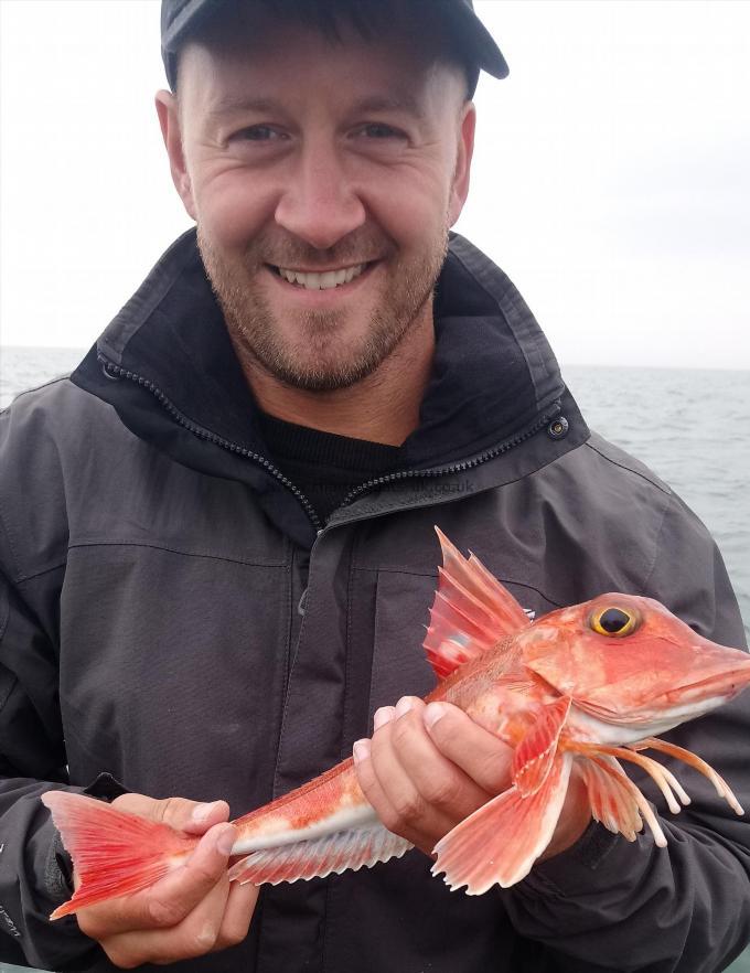 1 lb 6 oz Red Gurnard by Unknown