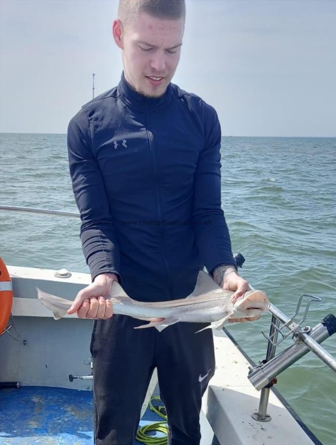 4 lb Smooth-hound by Unknown