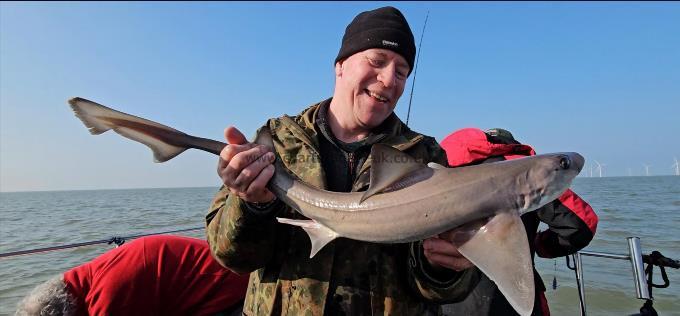 5 lb Smooth-hound by Neil