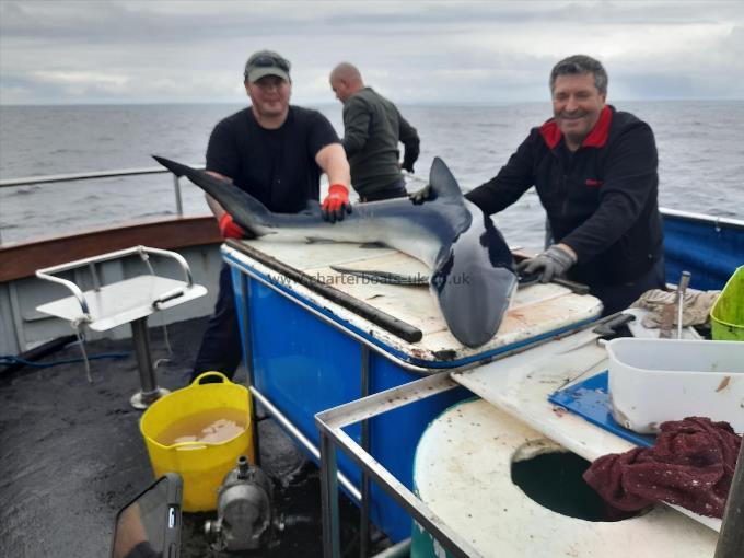 90 lb Blue Shark by Stanislaw